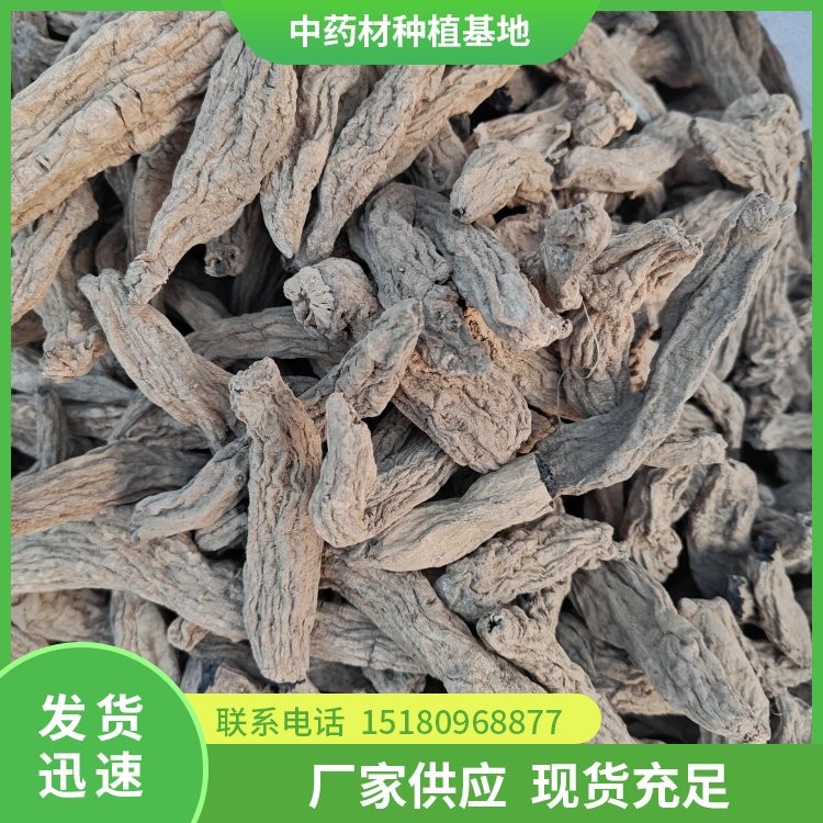 玄参种苗 易种植 大量现货批发