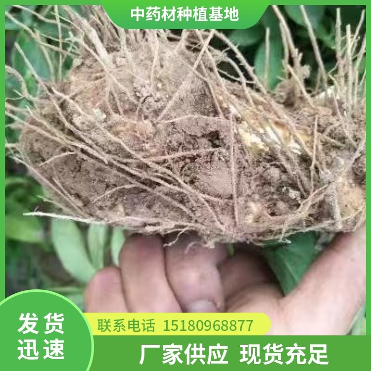 白术种子种苗 批发价格 大量现货批发