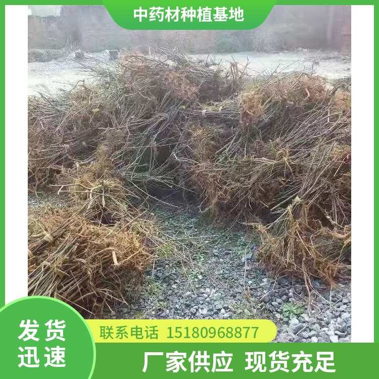吴茱萸种苗 批发价格 基地直销