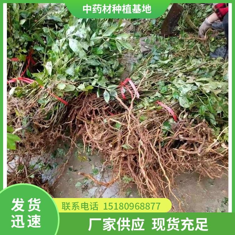 吴茱萸种苗 易种植 大量现货批发