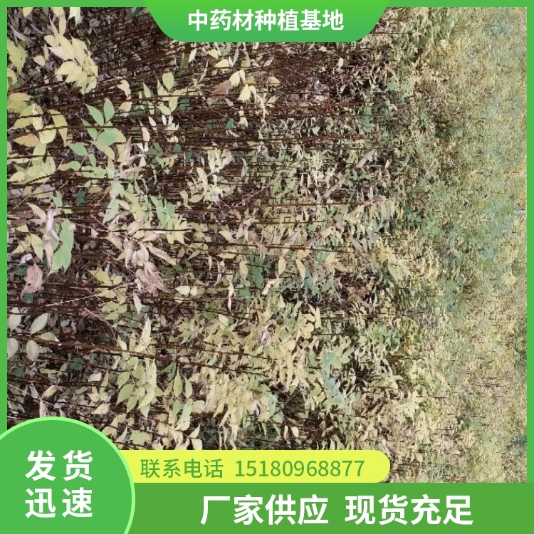 黄柏种苗 批发价格 种植基地批发