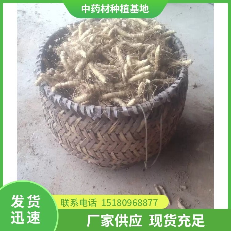 猪屎尾玉竹种苗 批发价格 欢迎来电