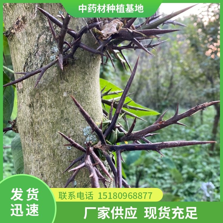 皂角刺种苗 批发厂家 基地直销