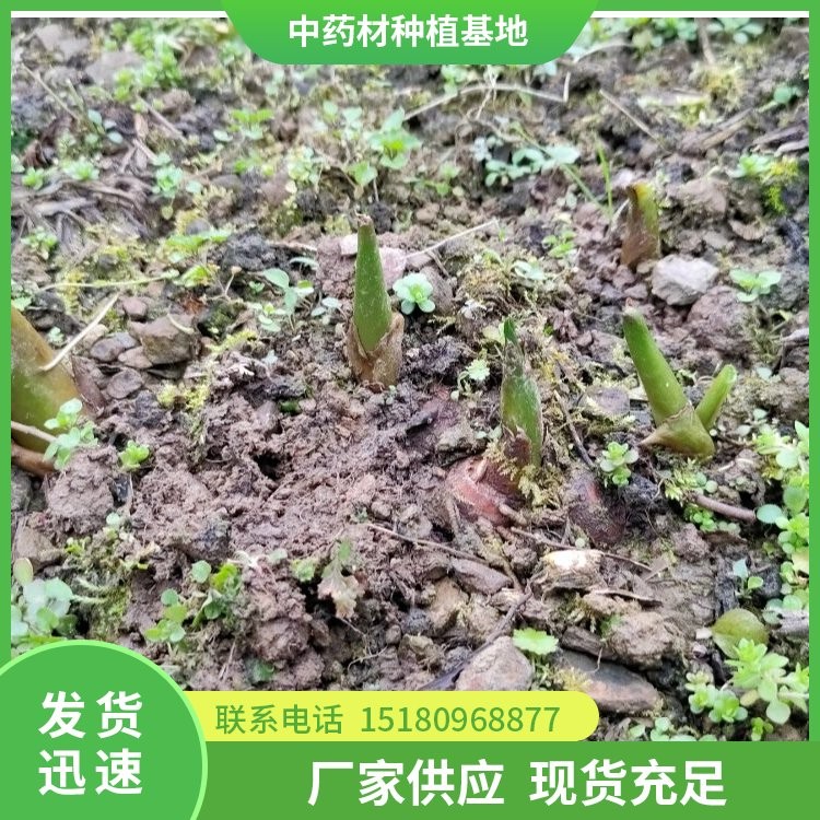 中药材种植基地 批发基地 量大从优