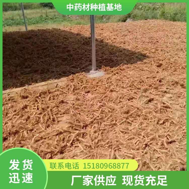 玉竹种苗 批发厂家 基地直销