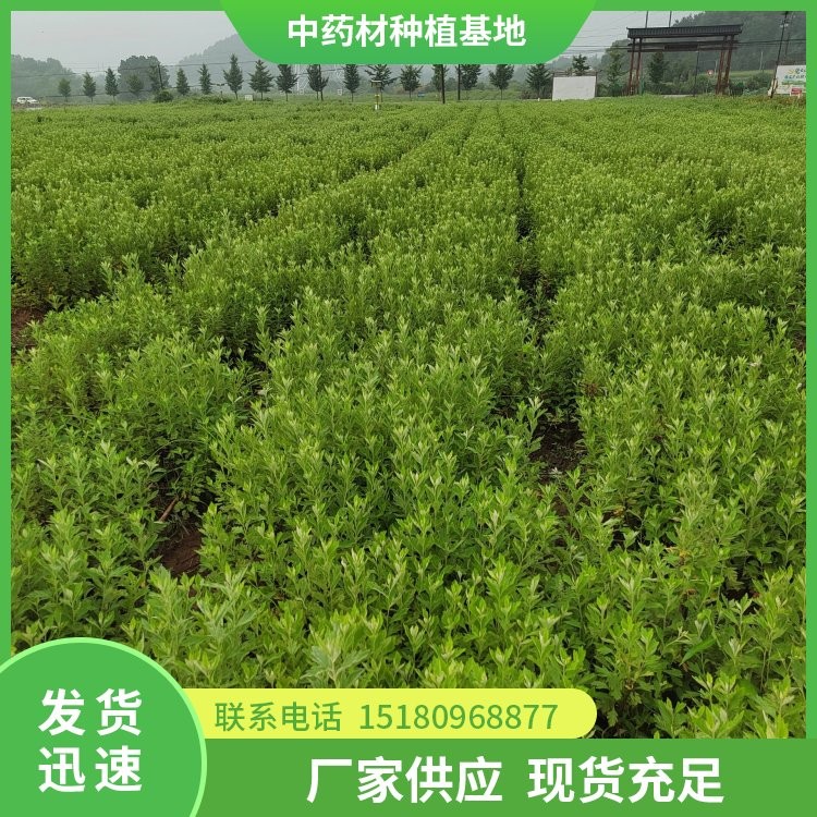 中药材切片机 欢迎来电