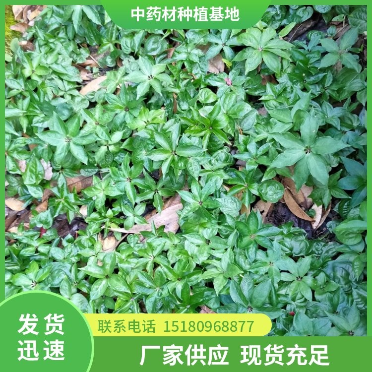 中药材种植基地 批发电话 种植基地批发