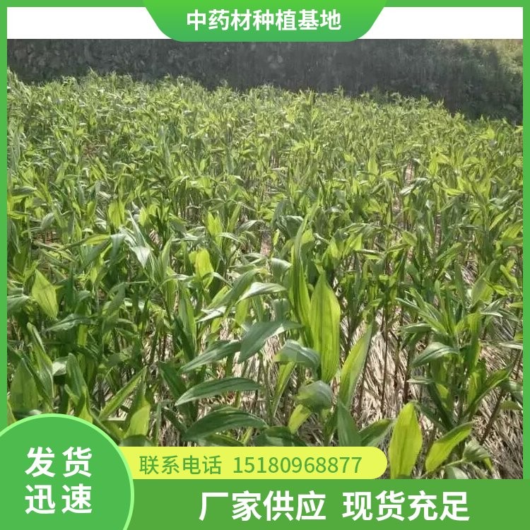 猪屎尾玉竹种苗 批发厂家 基地直销