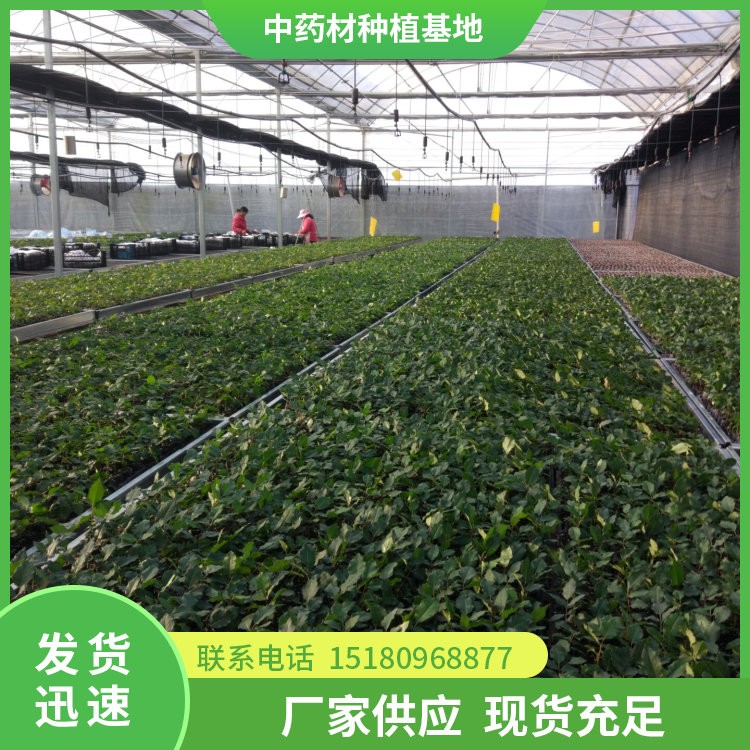 栀子种苗 批发基地 量大从优