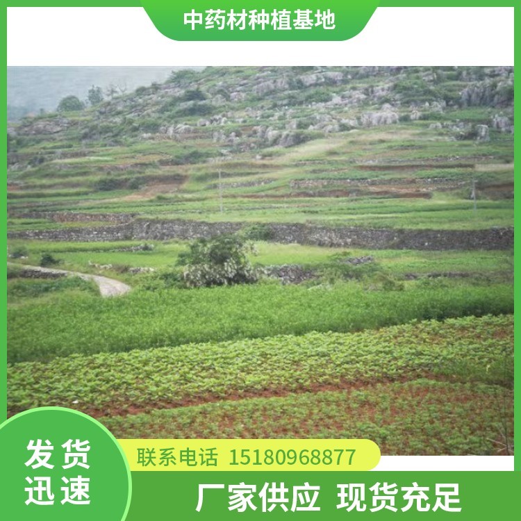 中药材切片机 批发价格 欢迎来电