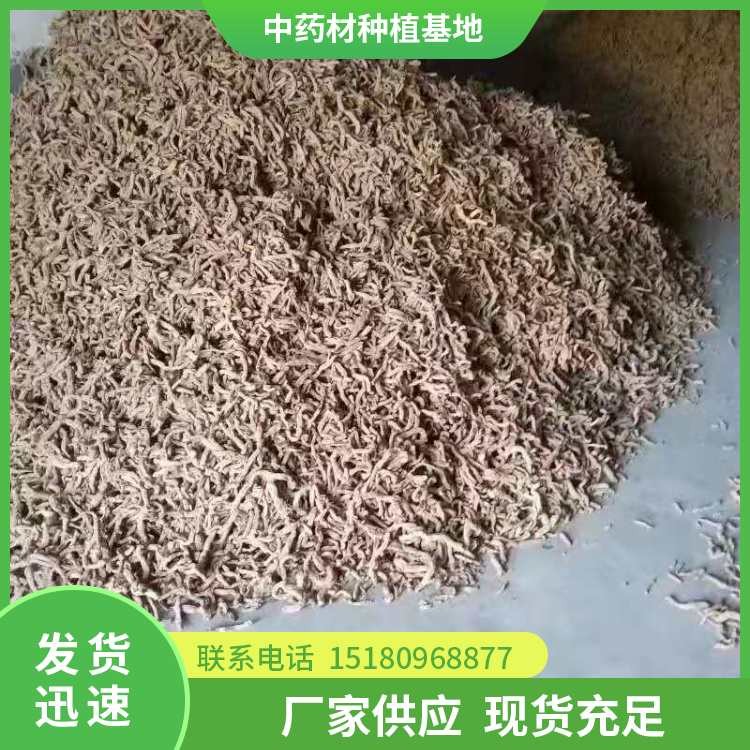 玉竹种苗 批发电话 种植基地批发
