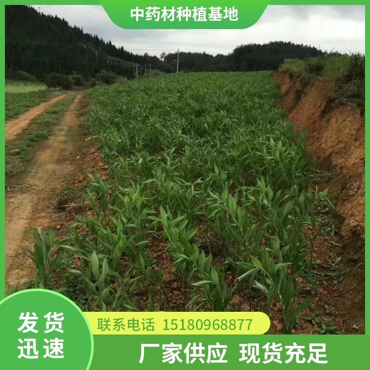 猪屎尾玉竹种苗 批发电话 种植基地批发