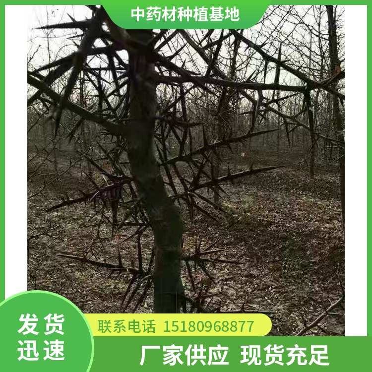 皂角刺种苗 批发价格 大量现货批发