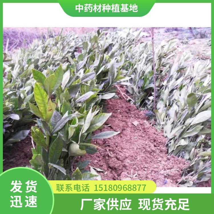 栀子种苗 批发厂家 基地直销