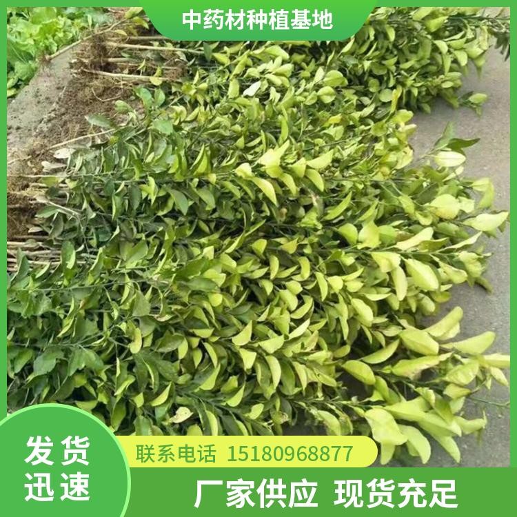 枳壳种苗 批发基地 量大从优
