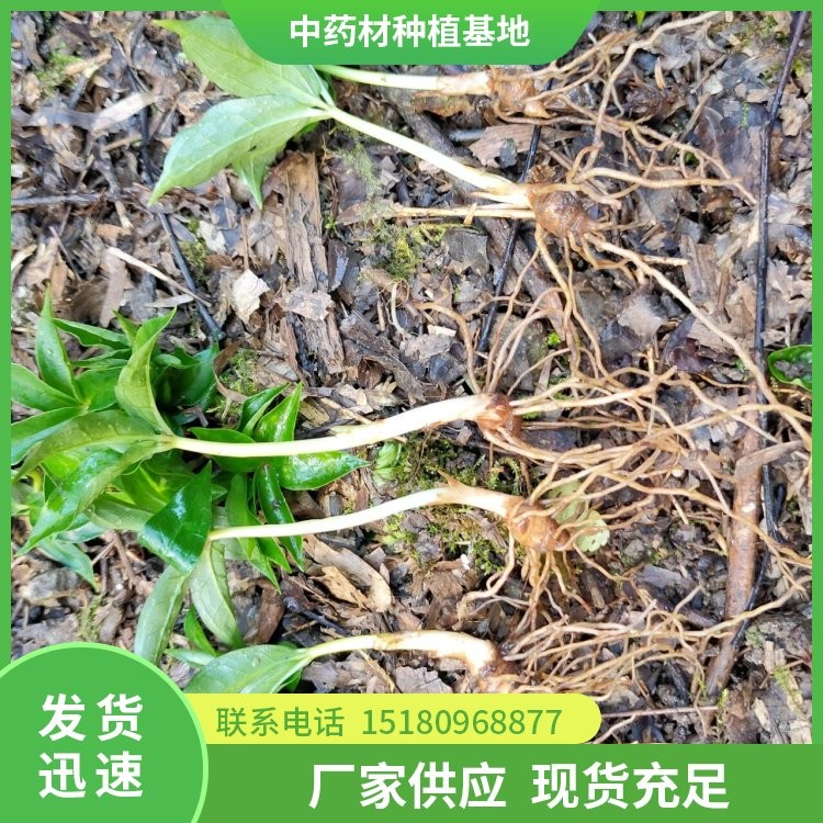 中药材切片机 批发厂家 量大从优