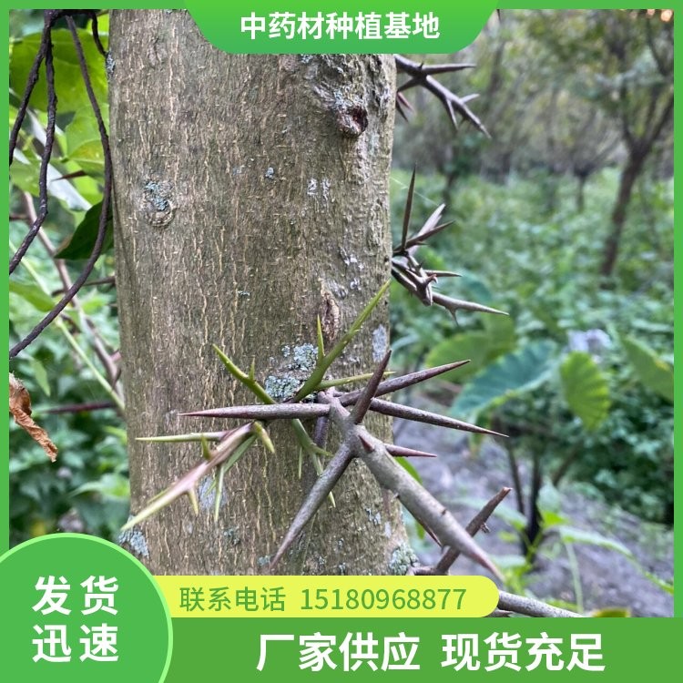 皂角刺种苗 批发电话 种植基地批发