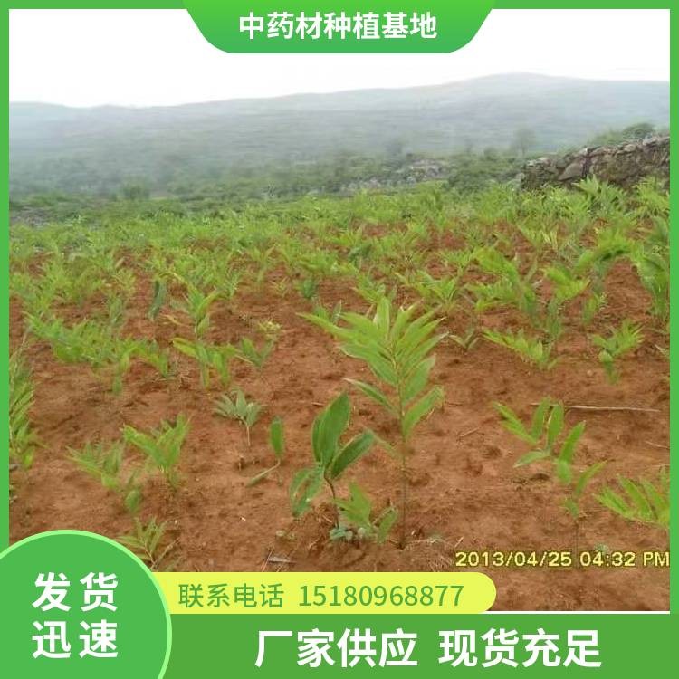 玉竹种苗 批发价格 大量现货批发