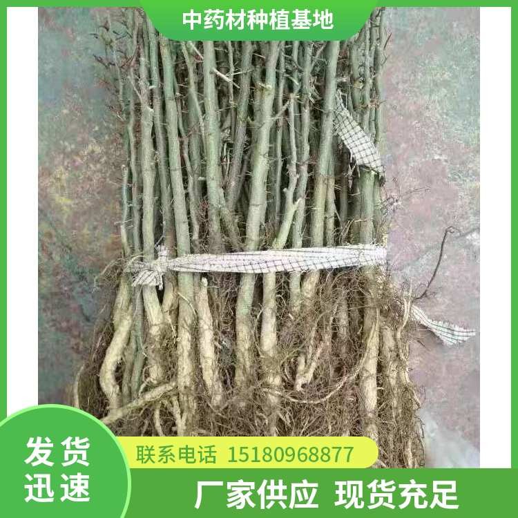 皂角刺种苗 批发价格 欢迎来电