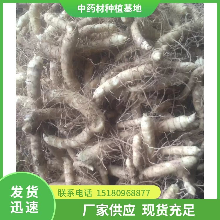 猪屎尾玉竹种苗 批发价格 大量现货批发