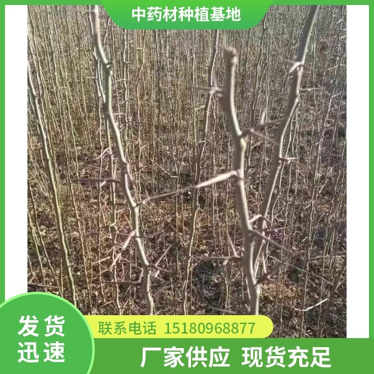 皂角刺种苗 批发基地 量大从优