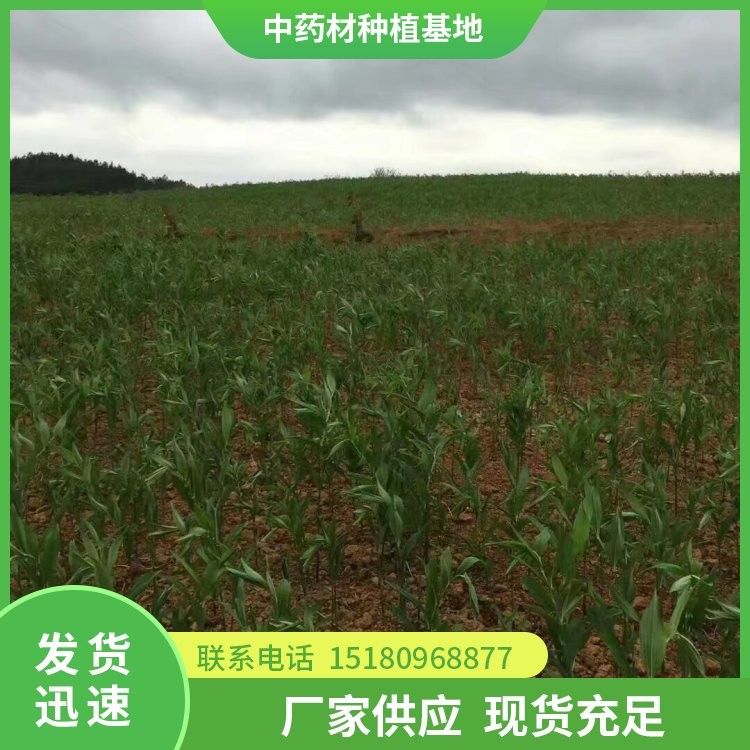 猪屎尾玉竹种苗 批发价格 基地直销