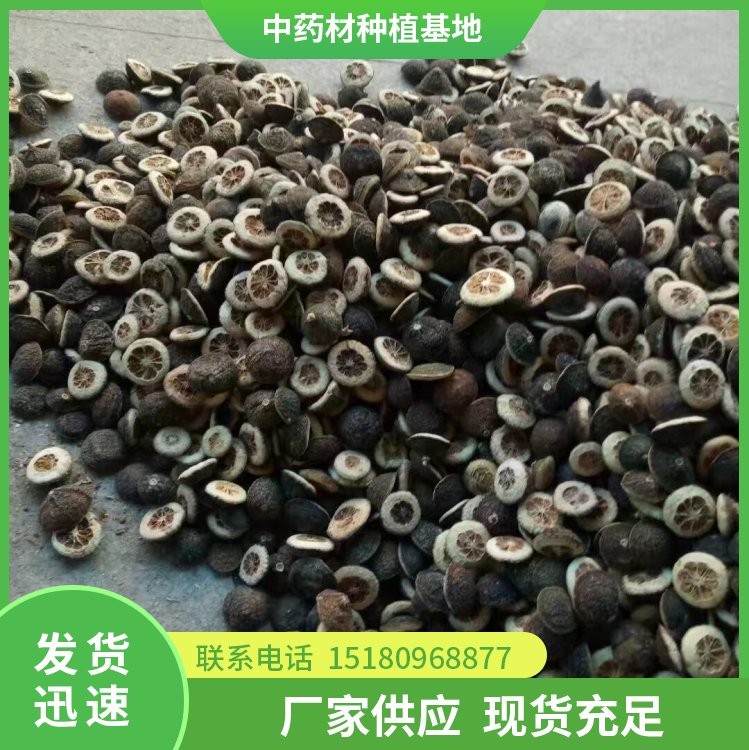 枳壳种苗 批发厂家 基地直销