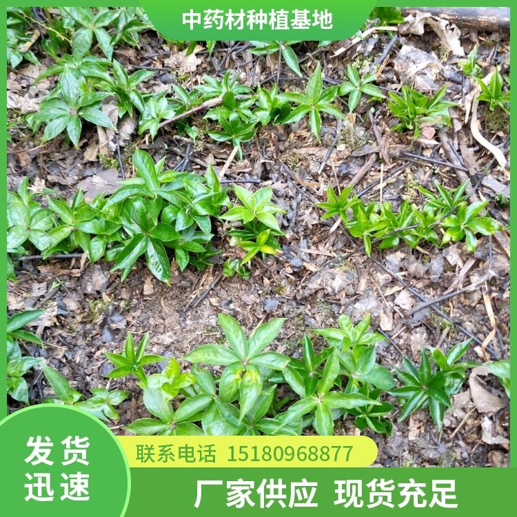 中药材切片机 批发价格 工厂直销