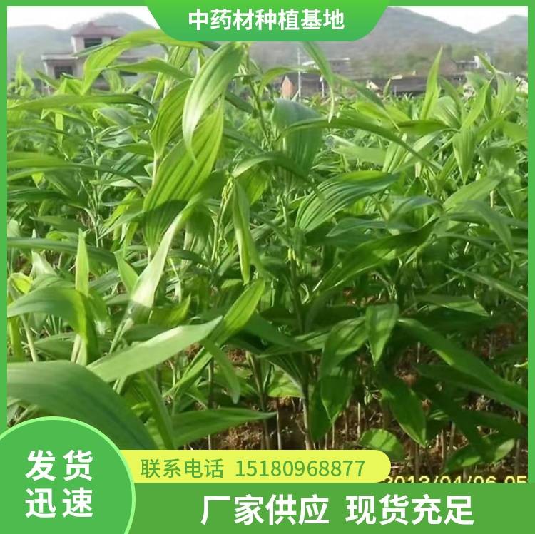 玉竹种苗 批发价格 欢迎来电