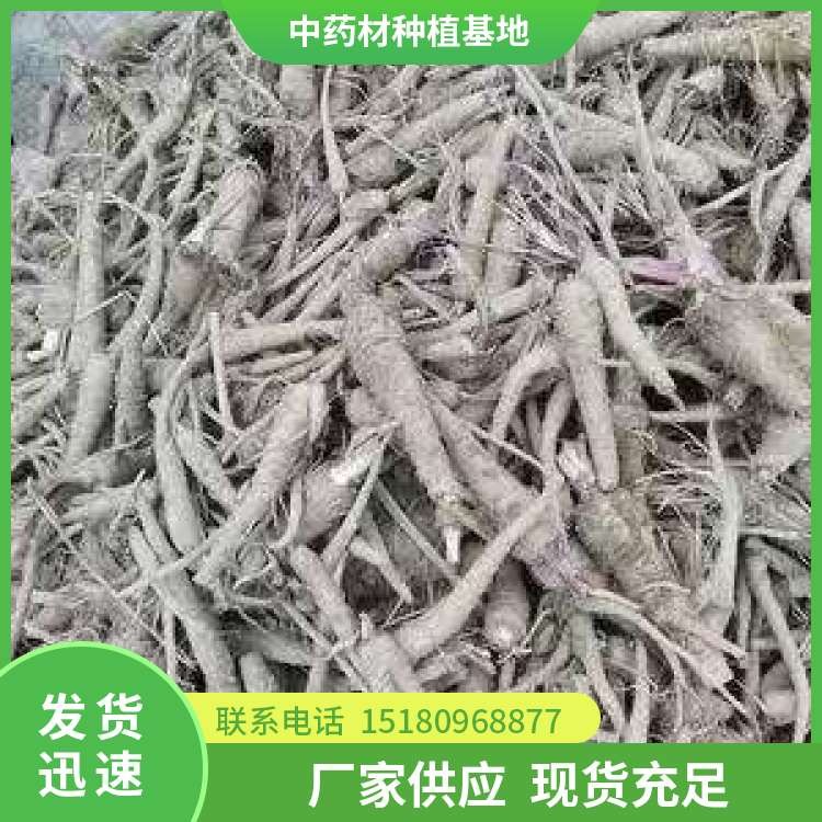 猪屎尾玉竹种苗 大量现货批发