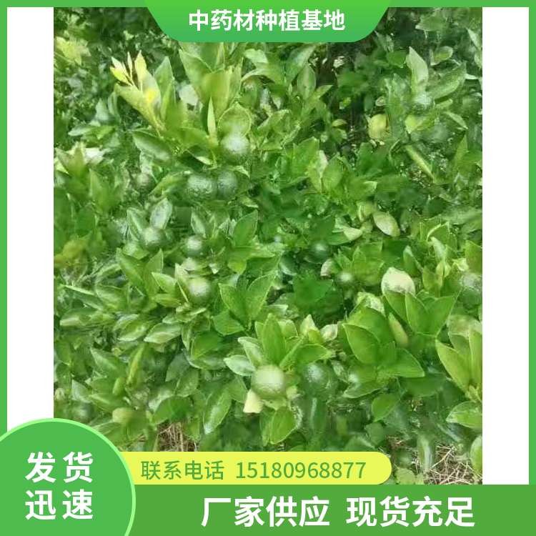 枳壳种苗 批发价格 大量现货批发