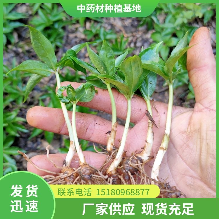 中药材种植基地 批发价格 种植基地批发