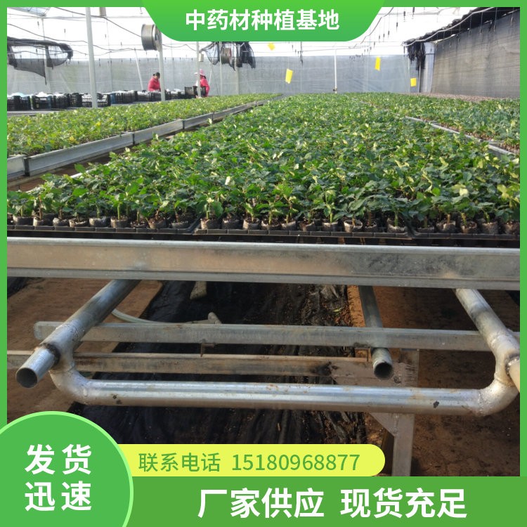 栀子种苗 批发电话 种植基地批发