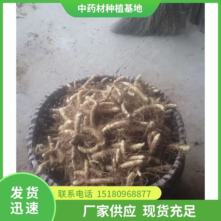 猪屎尾玉竹种苗 批发基地 量大从优