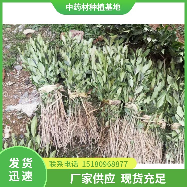 栀子种苗 批发价格 种植基地批发