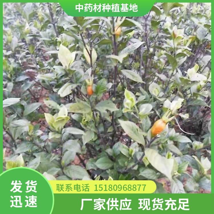 栀子种苗 批发价格 基地直销