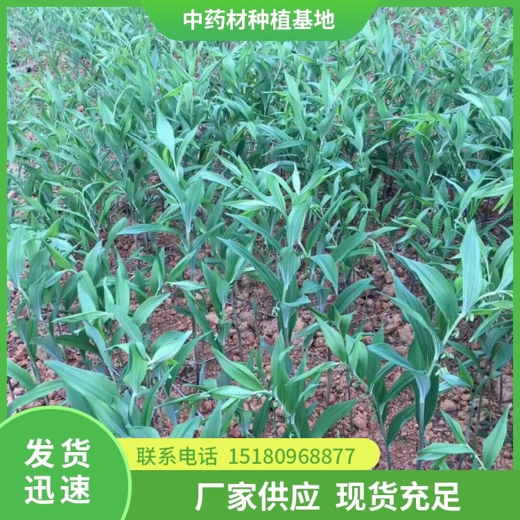 猪屎尾玉竹种苗 批发价格 种植基地批发