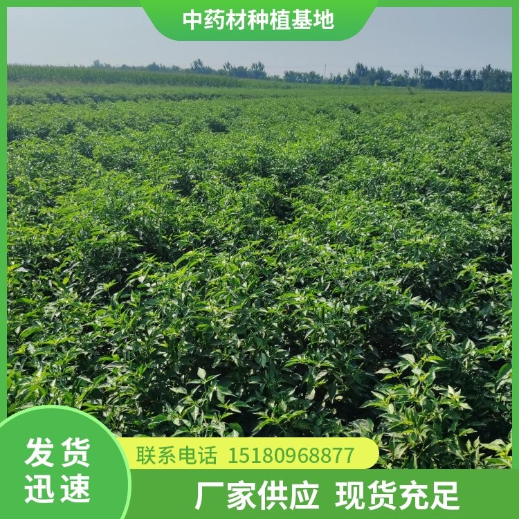 中药材种植基地 批发厂家 基地直销