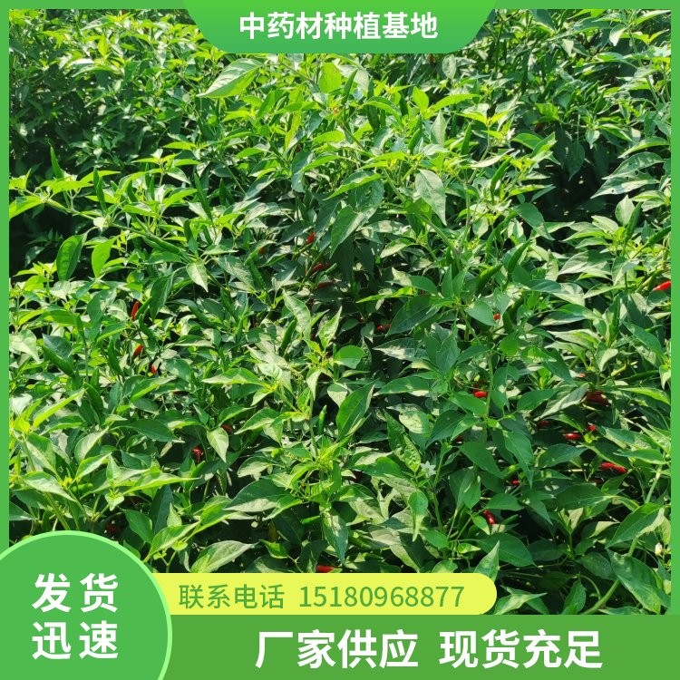 中药材种植基地 大量现货批发