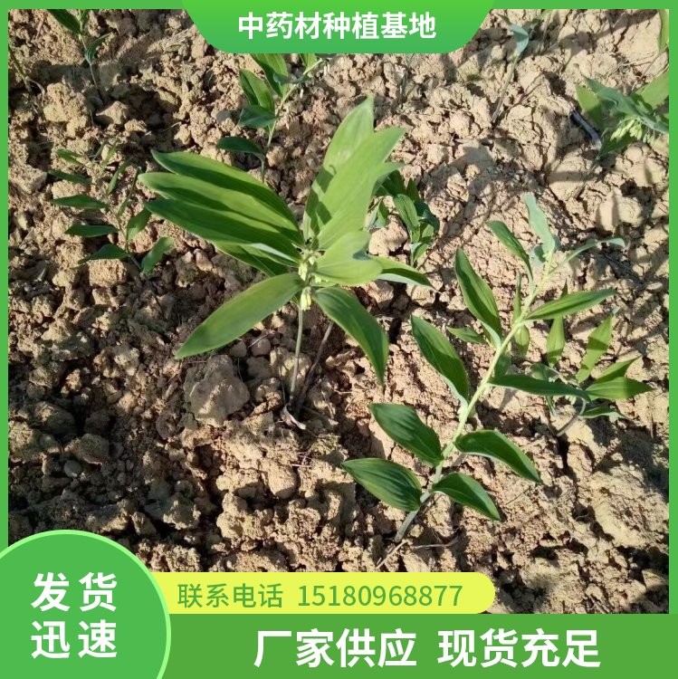 玉竹种苗 大量现货批发