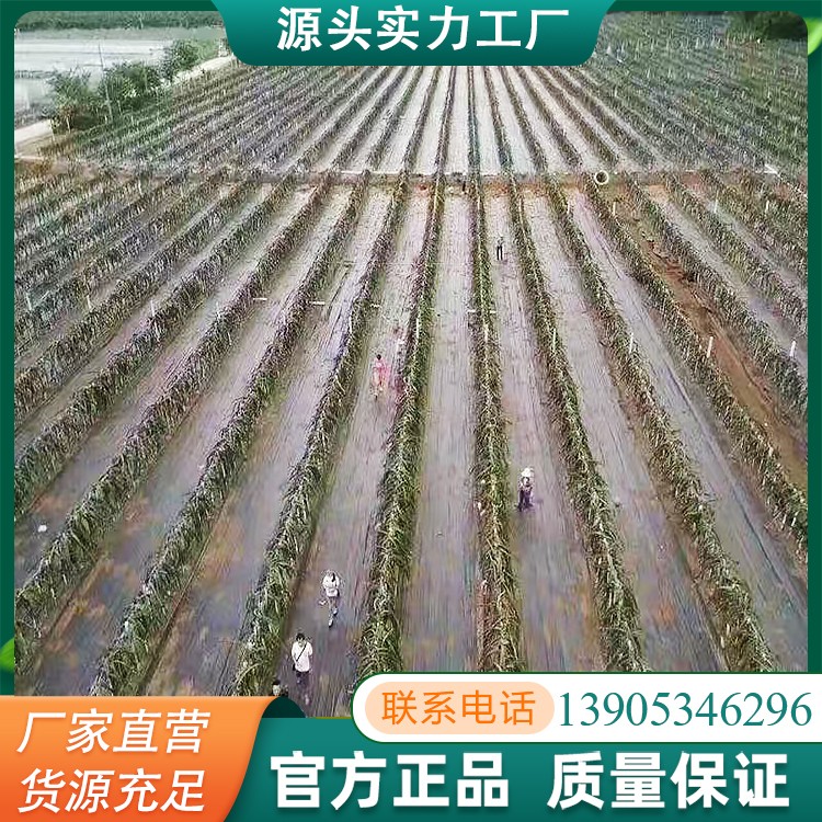 除草布采用横纵编制技术园艺地布