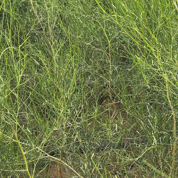 沙柳 厂家直销 全国发货 思涵苗木