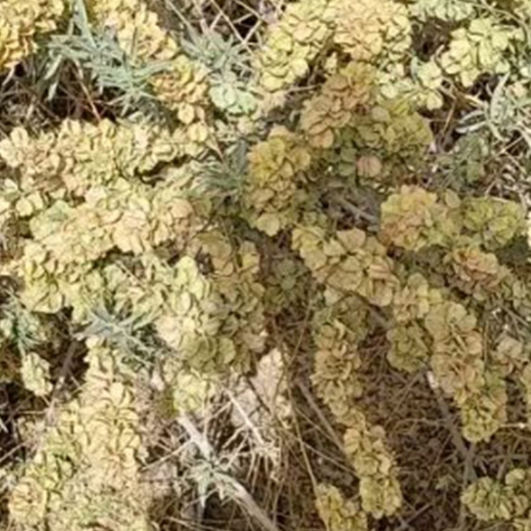 四翅滨藜种子 厂家直销 全国发货 思涵苗木