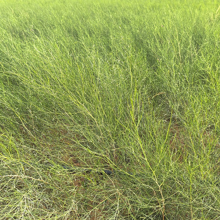 沙柳 厂家直销 全国发货 思涵苗木