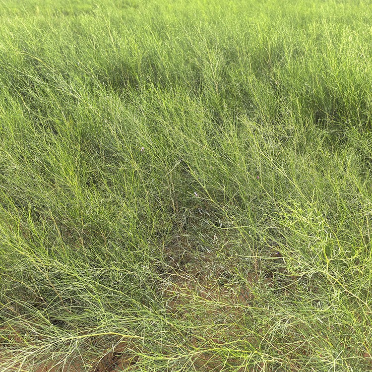 沙柳 厂家直销 全国发货 思涵苗木