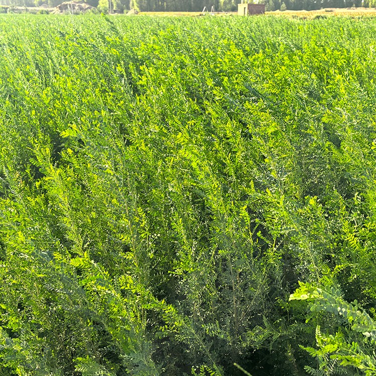 柠条 厂家直销 全国发货 思涵苗木