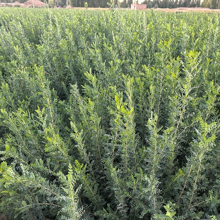 柠条 厂家直销 全国发货 思涵苗木