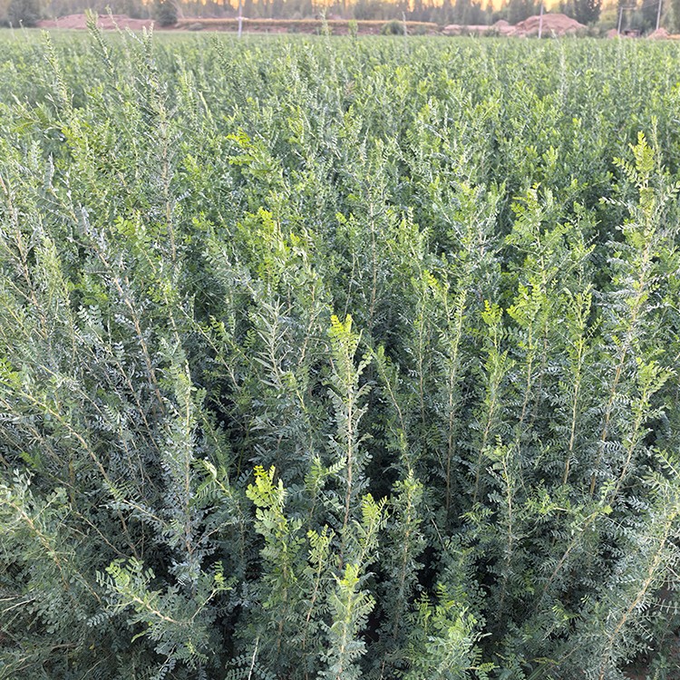 柠条 厂家直销 全国发货 思涵苗木