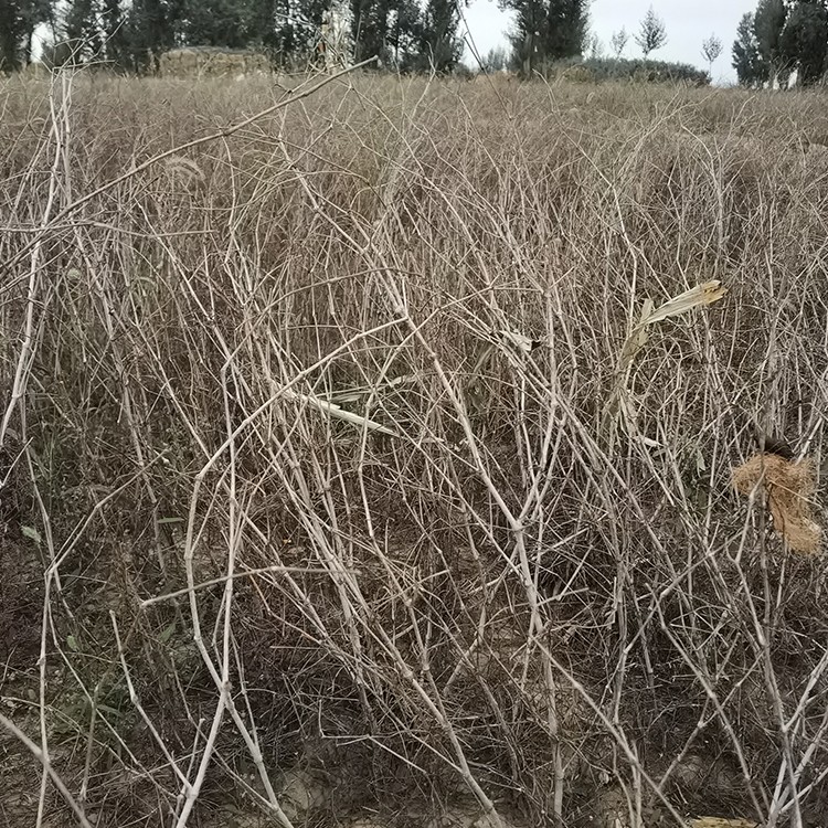 沙拐枣 厂家直销 全国发货 思涵苗木