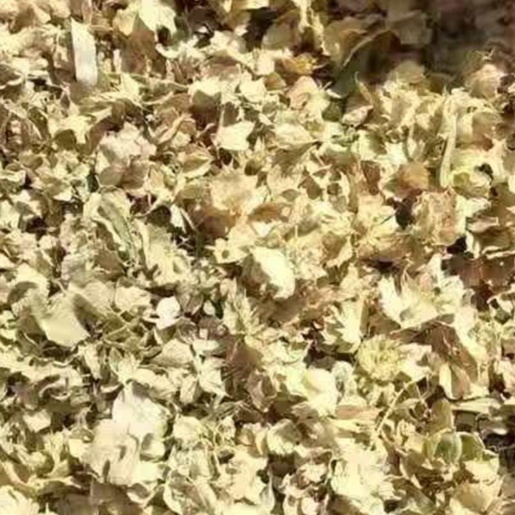 四翅滨藜种子 厂家直销 全国发货 思涵苗木